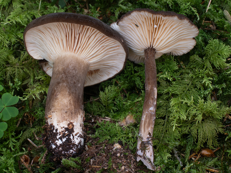 Lactarius picinus Lactarius picinus